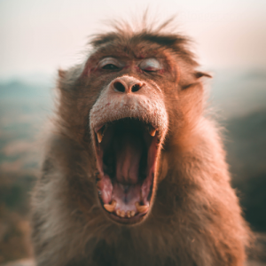 A monkey yawning