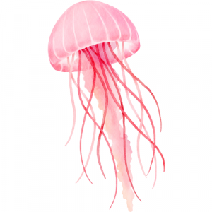 A picture of a pink jellyfish
