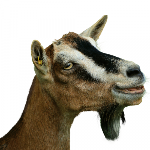 A picture of a goat