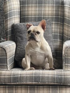 A picture of a white French Bulldog sat on an armchair