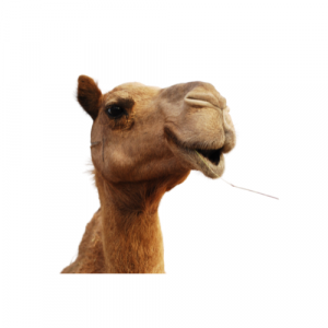 A picture of a camel chewing straw.