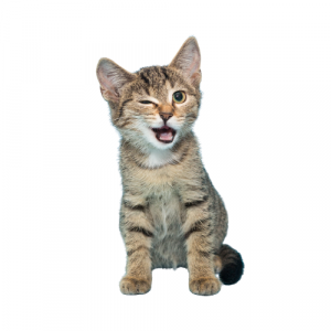 A picture of a kitten winking