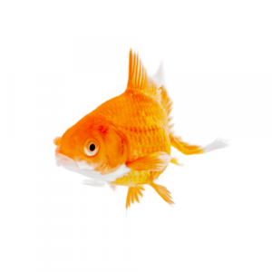 A photo of an orange goldfish